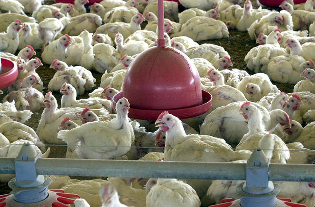 80% dos frangos vendidos no Piauí não são inspecionados