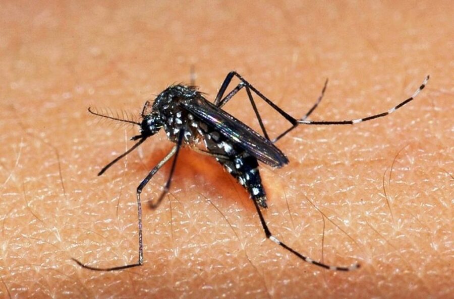 Piauí já registra nove mortes e mais de 9 mil casos de dengue, diz boletim da Sesapi