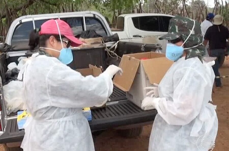 Piauí registra dois únicos casos de febre do Nilo Ocidental da história do Brasil