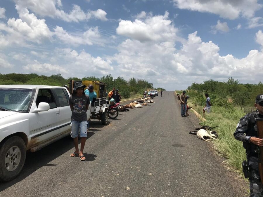 Condutor em alta velocidade mata 29 ovelhas atropeladas em rodovia no Sul do Piauí