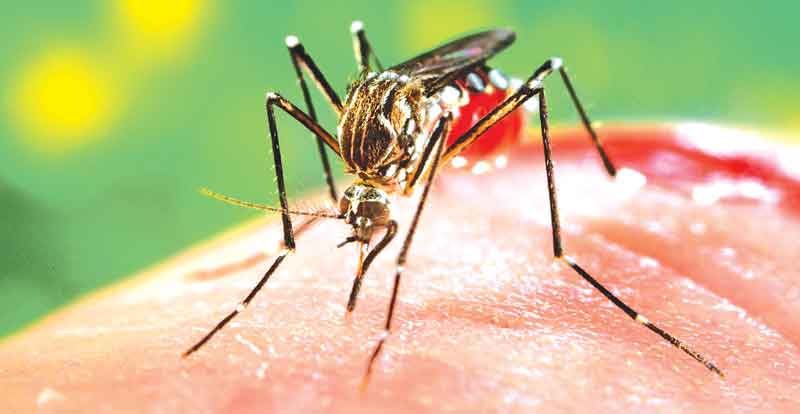 Aumenta o número de casos de dengue registrados no Piauí