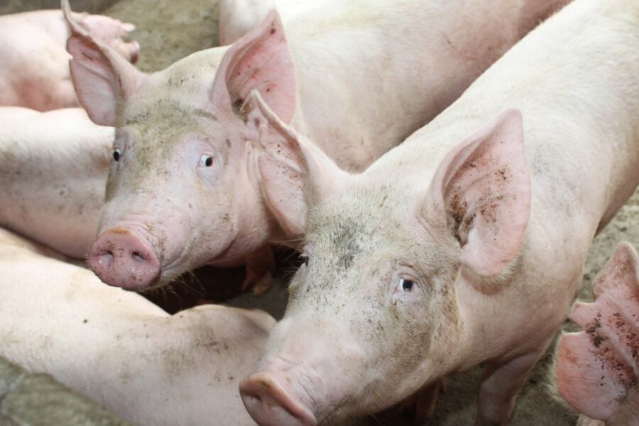 Piauí registra três casos de peste suína clássica e propriedade é interditada; governo prepara vacinação