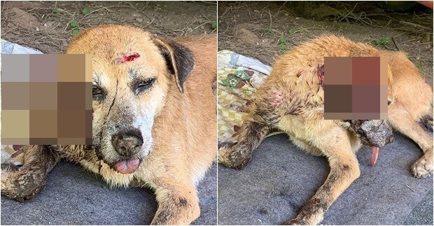 Cão morre após ser baleado na cabeça em Teresina