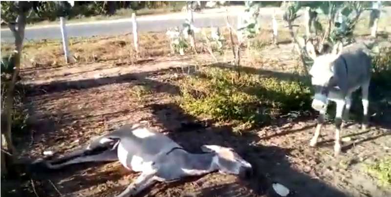 (vídeo) | Animais são vítimas de maus-tratos em Júlio Borges, sul do Piauí