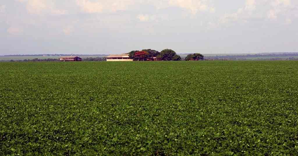 Plantadores de soja piauienses devem cumprir calendário de plantio do Mapa