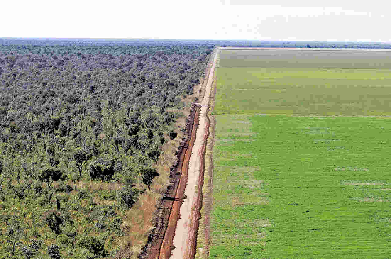 Piauí é o único Estado a reduzir desmatamento no Cerrado brasileiro