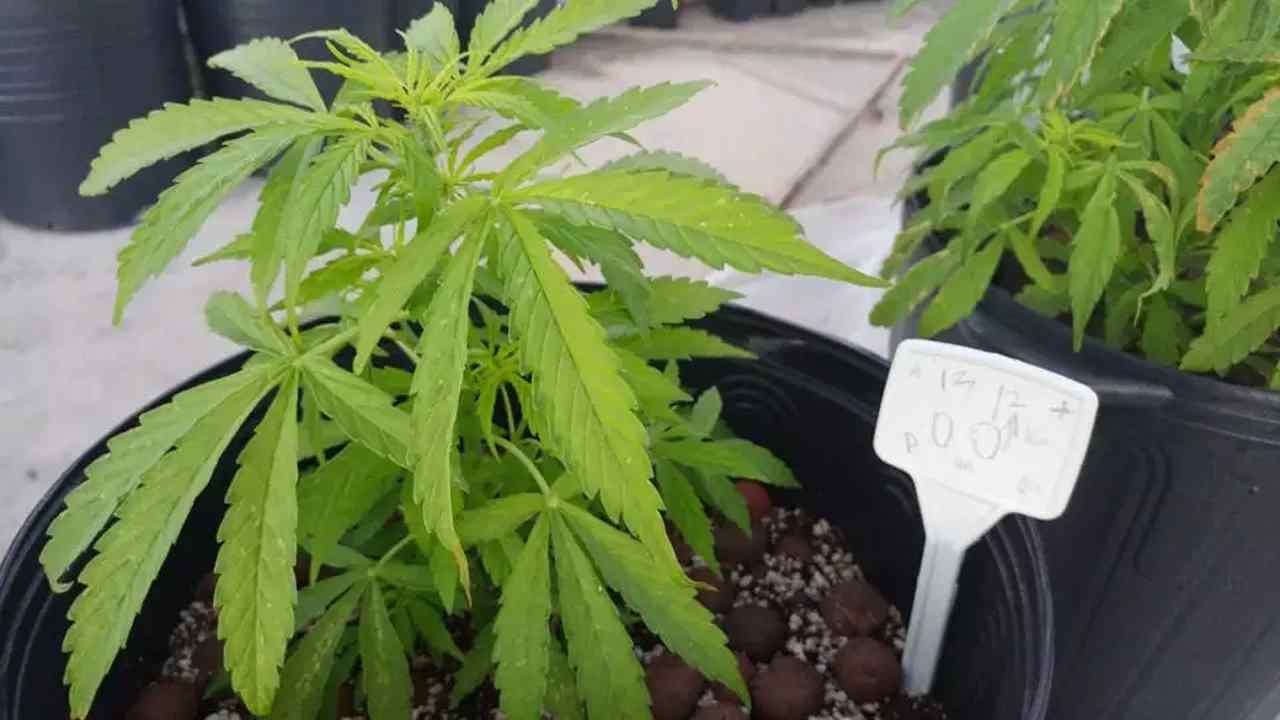 Justiça autoriza cultivo medicinal da maconha a paciente do Piauí com TDAH e hérnia de disco