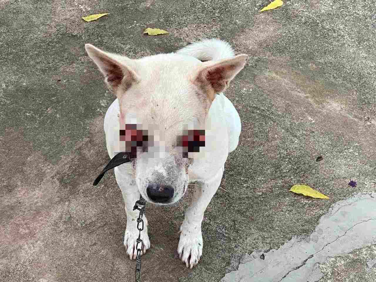 Cão fica cego após tentarem arrancar seus olhos em cidade do Piauí; polícia investiga o caso