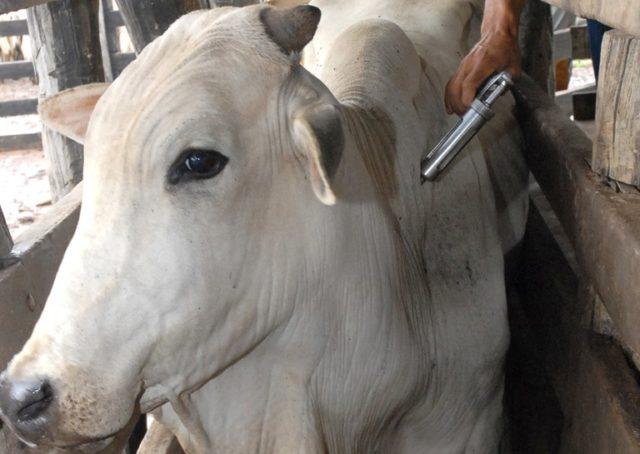 Febre Aftosa: ADAPI alerta produtores do Sul do Piauí, sem a vacinação produtores podem ser multados