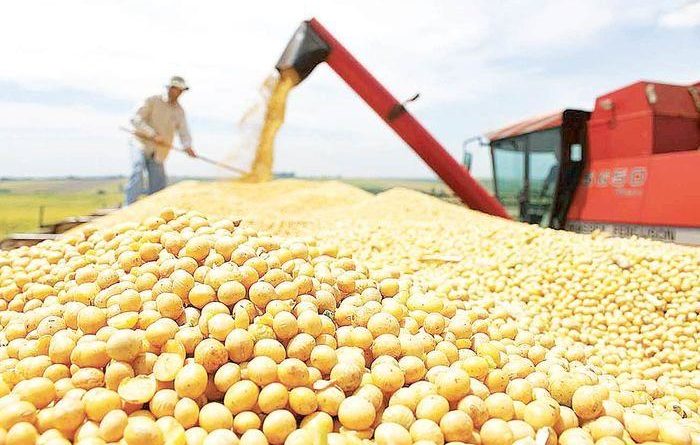 Área cultivada e produção de grãos crescem mais de 11% no Piauí