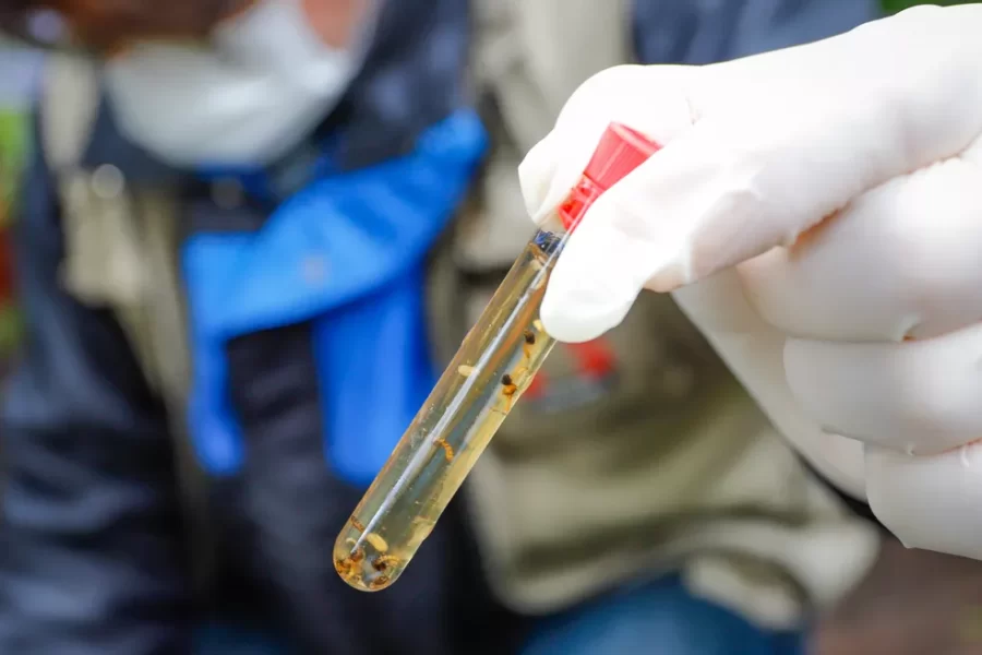 Sesapi alerta para a subnotificação dos casos de dengue no Piauí