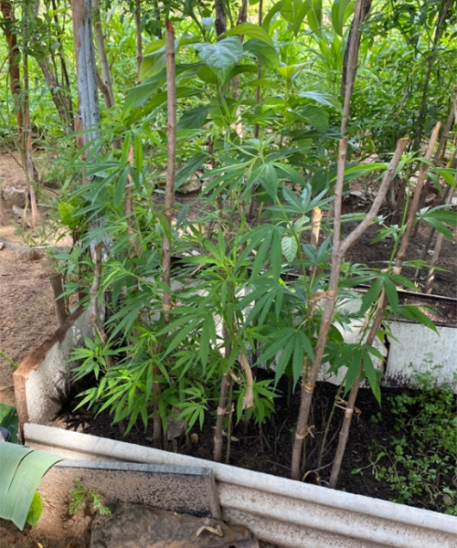 Casal preso no Sul do Piauí afirma que maconha apreendida seria usada em salada