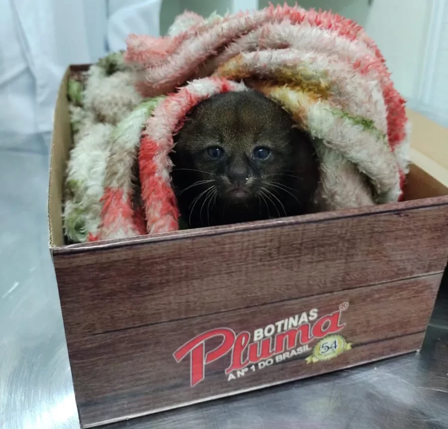 'Bebê mourisco', felino ameaçado de extinção, é resgatado nos Cânions do Viana no Sul do Piauí; fotos
