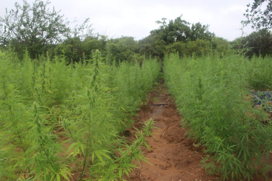 Plantação com cerca de 100 mil pés de maconha é encontrada no Piauí