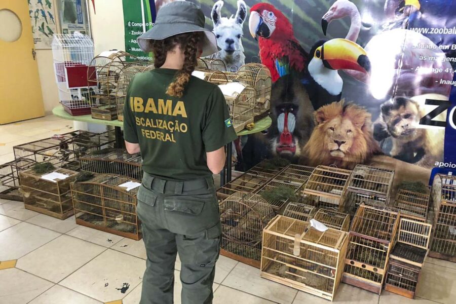 Ibama lança seletivo com 67 vagas temporárias no Piauí; confira edital
