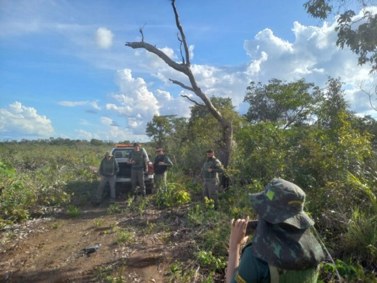 Meio ambiente: desmatamento no Cerrado cresce 32% em 2022, mostra relatório do Ipam