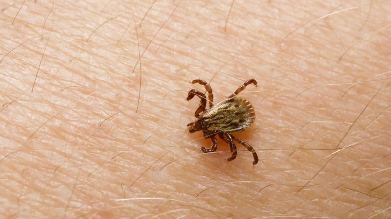 O que é a febre maculosa, doença que matou três pessoas em SP