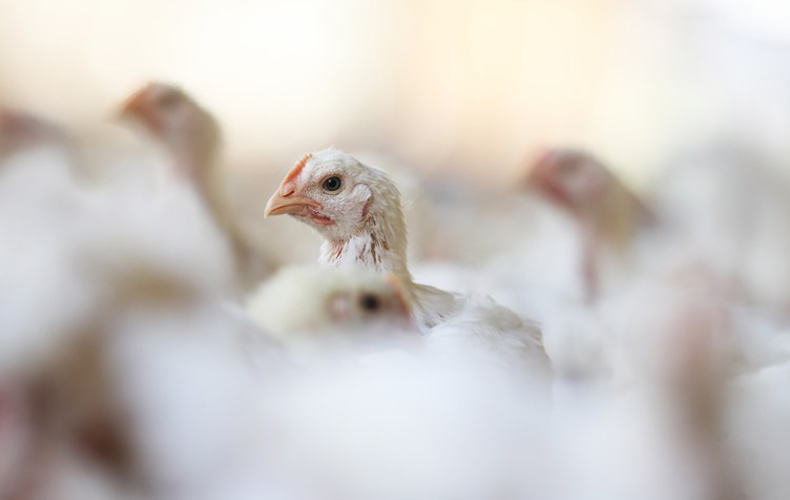 Ministério confirma mais 5 casos de influenza aviária em aves silvestres