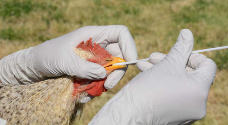 Governo do Piauí prorroga decreto de emergência zoossanitária por riscos de gripe aviária