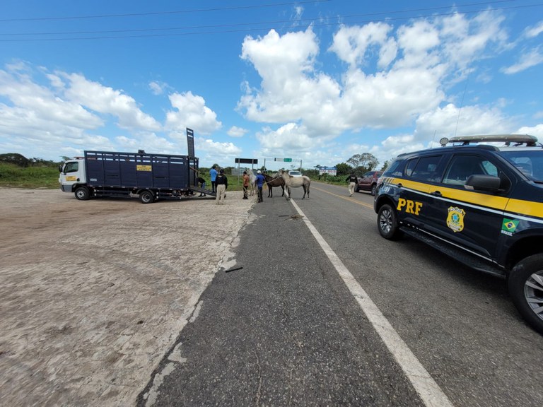 PRF já apreendeu mais de 60 animais em rodovias federais do Piauí no mês de julho
