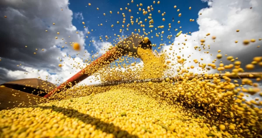 Relatório denuncia relação entre mercado e grilagem no Cerrado