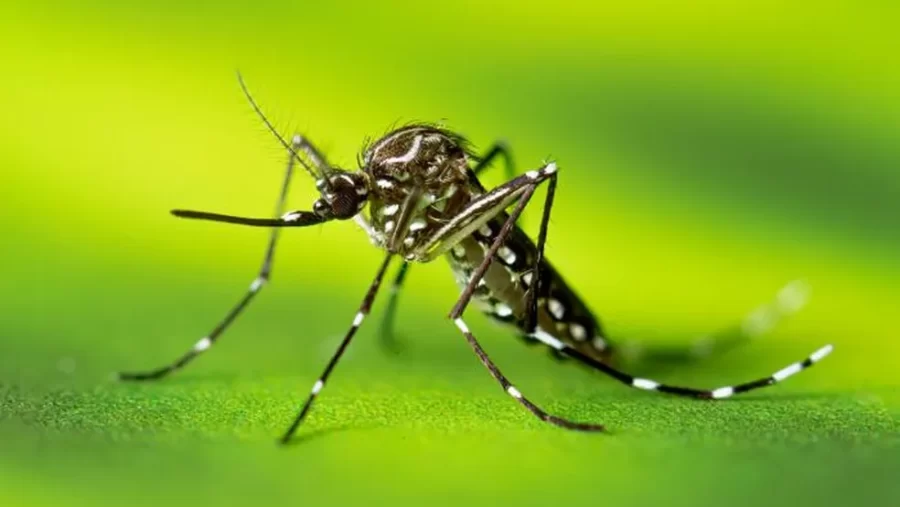 URGENTE: Piauí registra mais um óbito e sobe para 21 o número de mortes por dengue em 2024