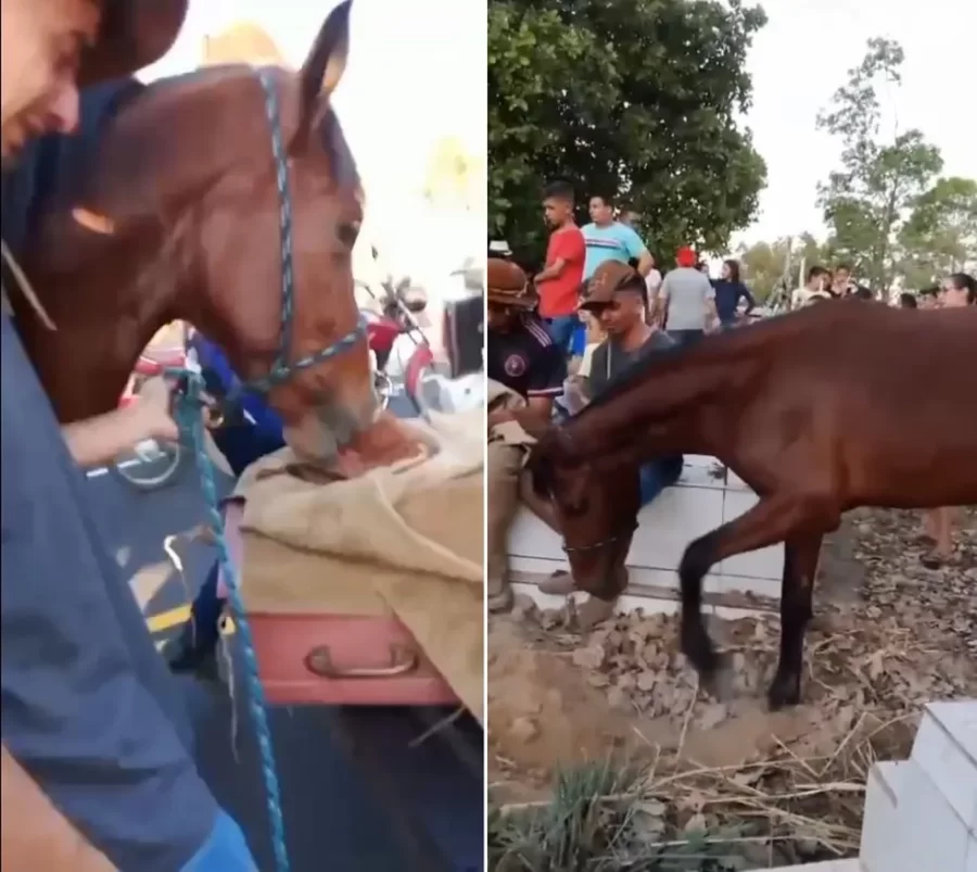 Cavalo acompanha velório e 'se despede' de vaqueiro de 16 anos morto em competição no Piauí