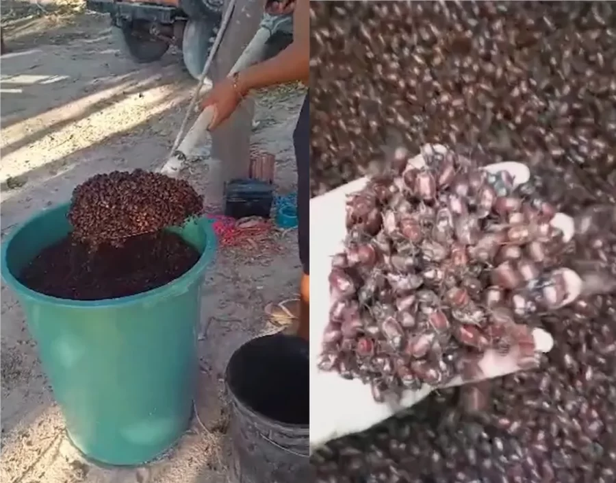 Sada e Adapi desenvolvem plano de ação para combate a besouros em lavouras de caju no Sul do Piauí