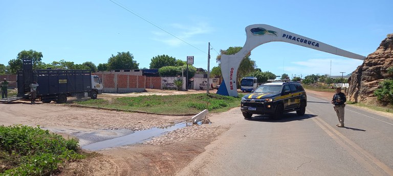 Em apenas nove dias, 214 animais soltos às margens de rodovias do Piauí são recolhidos pela PRF