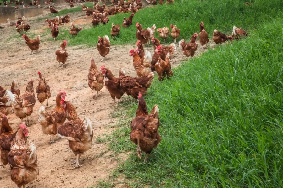 Piauí tem 4 vezes mais galinha do que pessoas, aponta IBGE