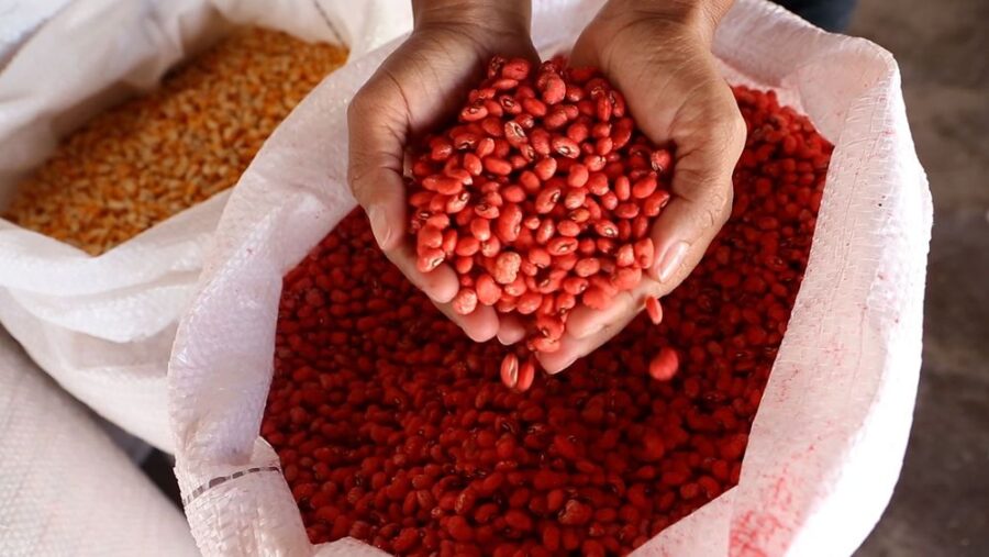 SAF entrega sementes a agricultores familiares da Chapada das Mangabeiras nesta sexta (24)