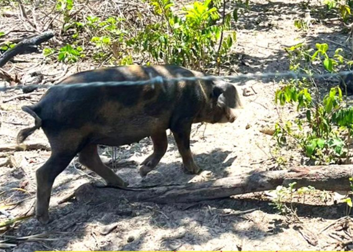 Adapi identifica foco de peste suína em criatório no Piauí; animais foram sacrificados