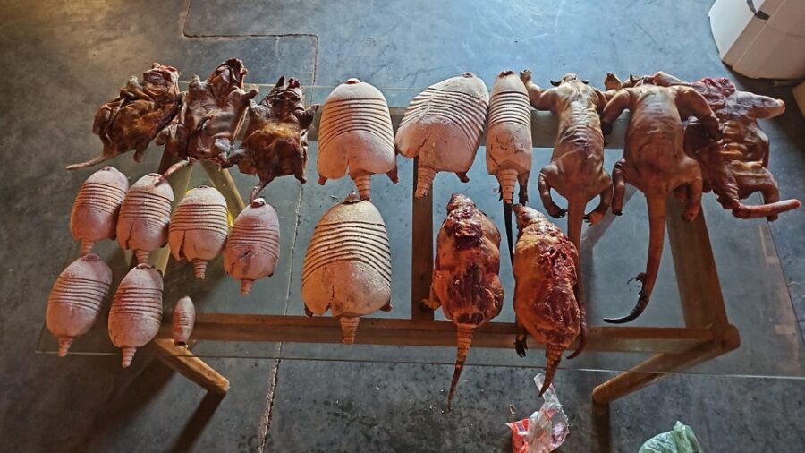 Polícia apreende 20 animais silvestres e procura por autor de crime ambiental no Sul do PI