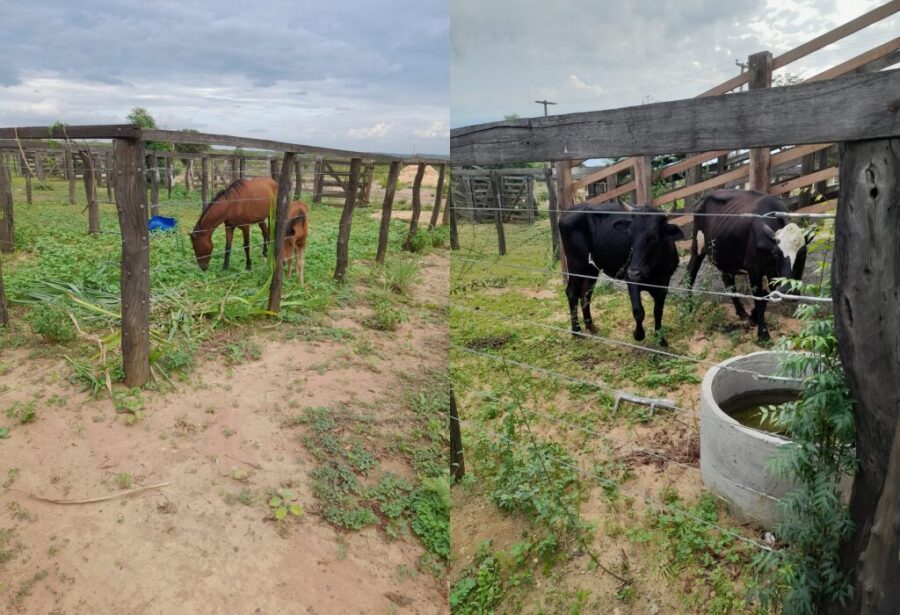 Prefeitura Municipal de Bom Jesus e Polícia Rodoviária Federal irão recolher animais soltos