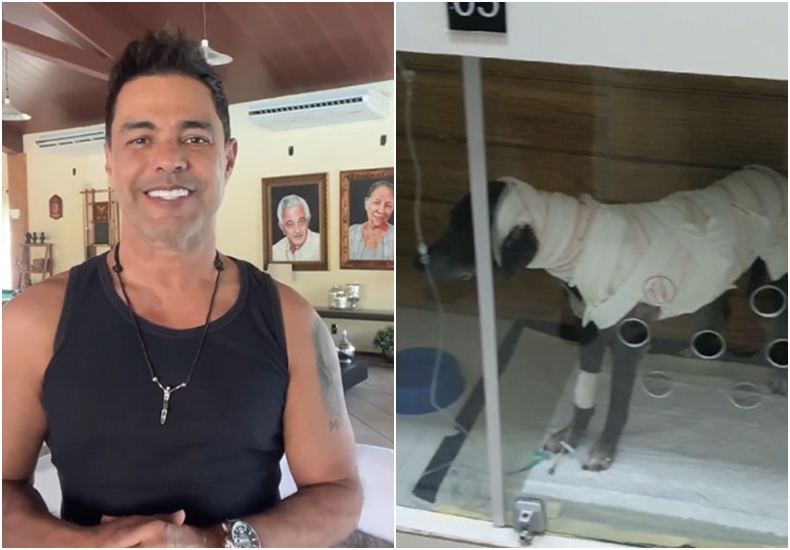 Zezé di Camargo vai adotar cadela queimada com água quente em Teresina