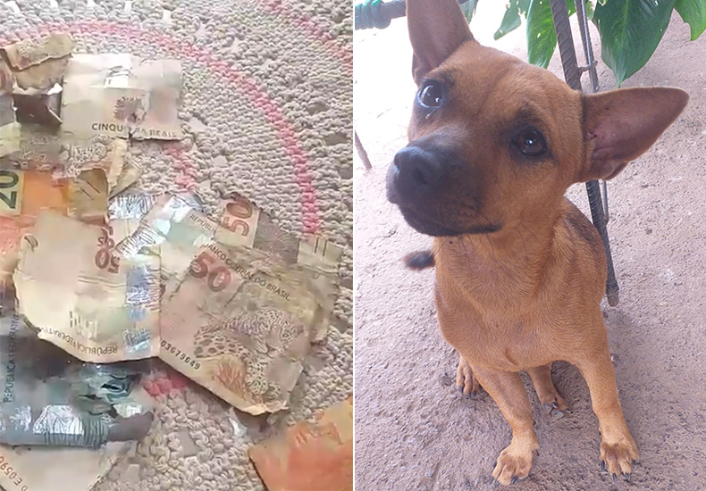 Cachorro Caramelo encontra saco com dinheiro e rasga R$ 1.340 em cédulas
