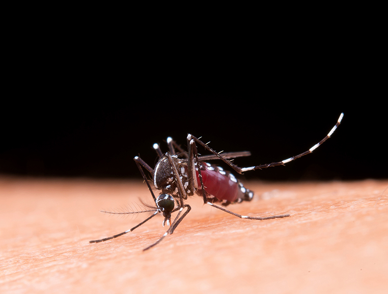 Incidência de dengue aumenta para 61% no Piauí, Bom Jesus tem mais de 500 casos; MS recomenda teste rápido