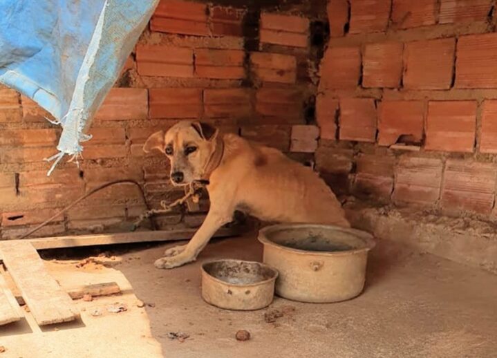 Piauí passa a ter Disque Denúncia para casos de maus-tratos aos animais; confira número