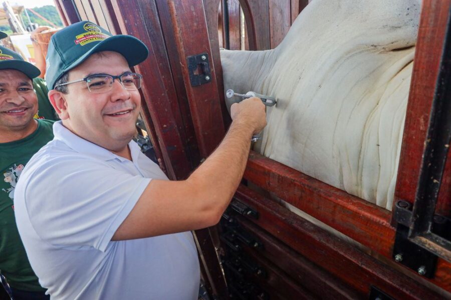 Piauí inicia última campanha de vacinação contra a aftosa com foco na exportação de carne bovina