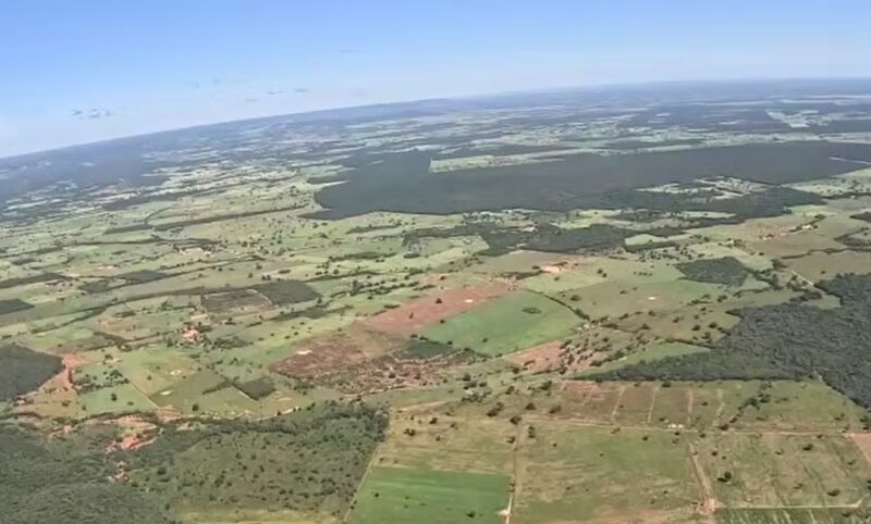 Piauí lidera desmatamento da Mata Atlântica no país; 95% da devastação aconteceu em dois municípios