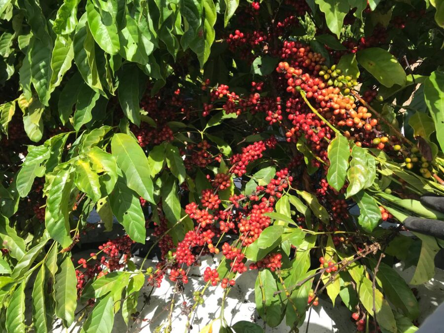 Pesquisa da UFPI visa potencializar produção de café conilon no Cerrado Piauiense