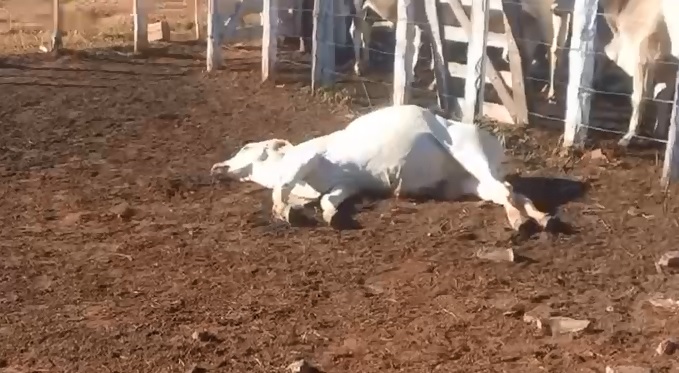 Delegacia investiga se houve maus-tratos a animais que morreram em vaquejada no Sul do Piauí
