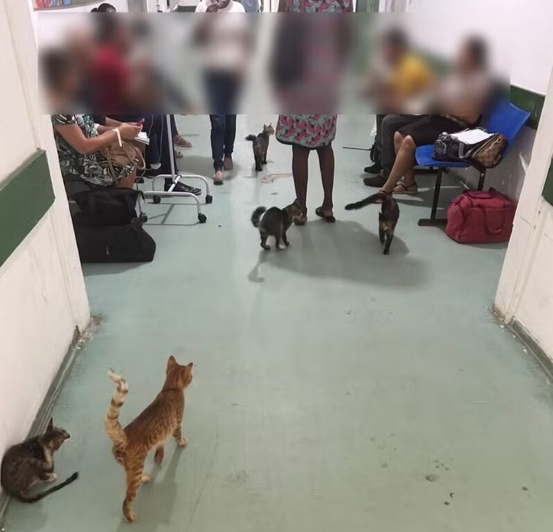 Vídeo: gatos circulam pelo Hospital Regional de Floriano; situação preocupa pacientes e servidores