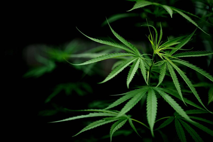 STF tem maioria para descriminalizar porte de maconha para uso pessoal