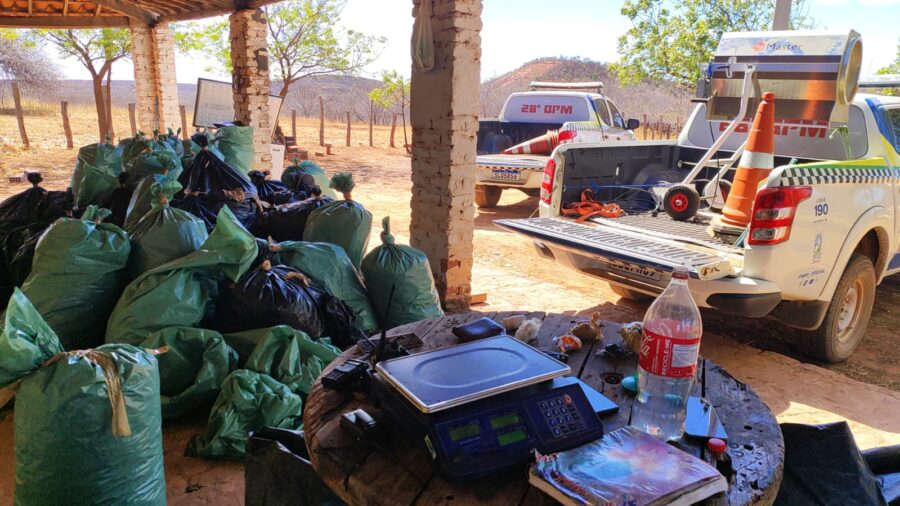 Polícia Militar localiza roça de maconha e depósito de drogas no Piauí; sete suspeitos foram presos