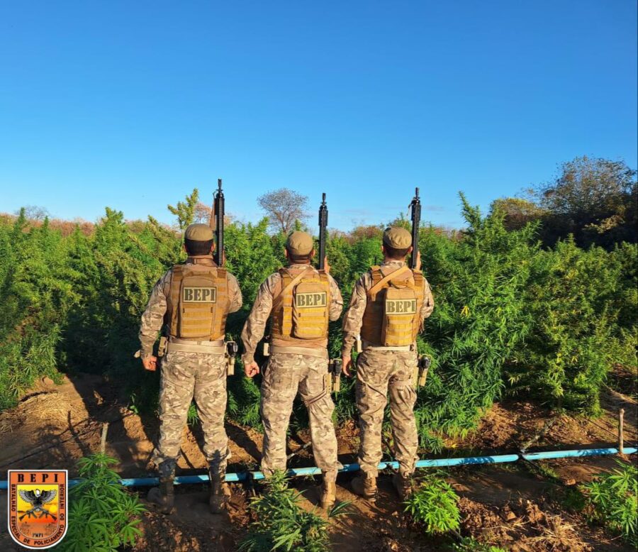 Polícia encontra roça de maconha com cerca de cinco hectares no Sul do estado