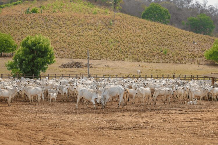Sada e Adapi reforçam importância da vacinação contra brucelose como forma de proteger o rebanho