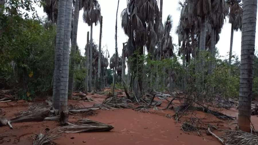 Moradores denunciam impactos de parque solar em São Gonçalo do Gurgueia. 'Nossa água acabou'
