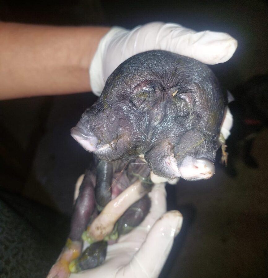 Porquinho nasce com duas cabeças e três olhos na zona rural de Simplício Mendes