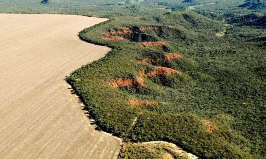 Piauí registra queda de 9,6% no desmatamento do cerrado